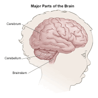 Anatomy of the brain